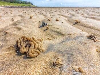 Sandwürmer auf Sand 